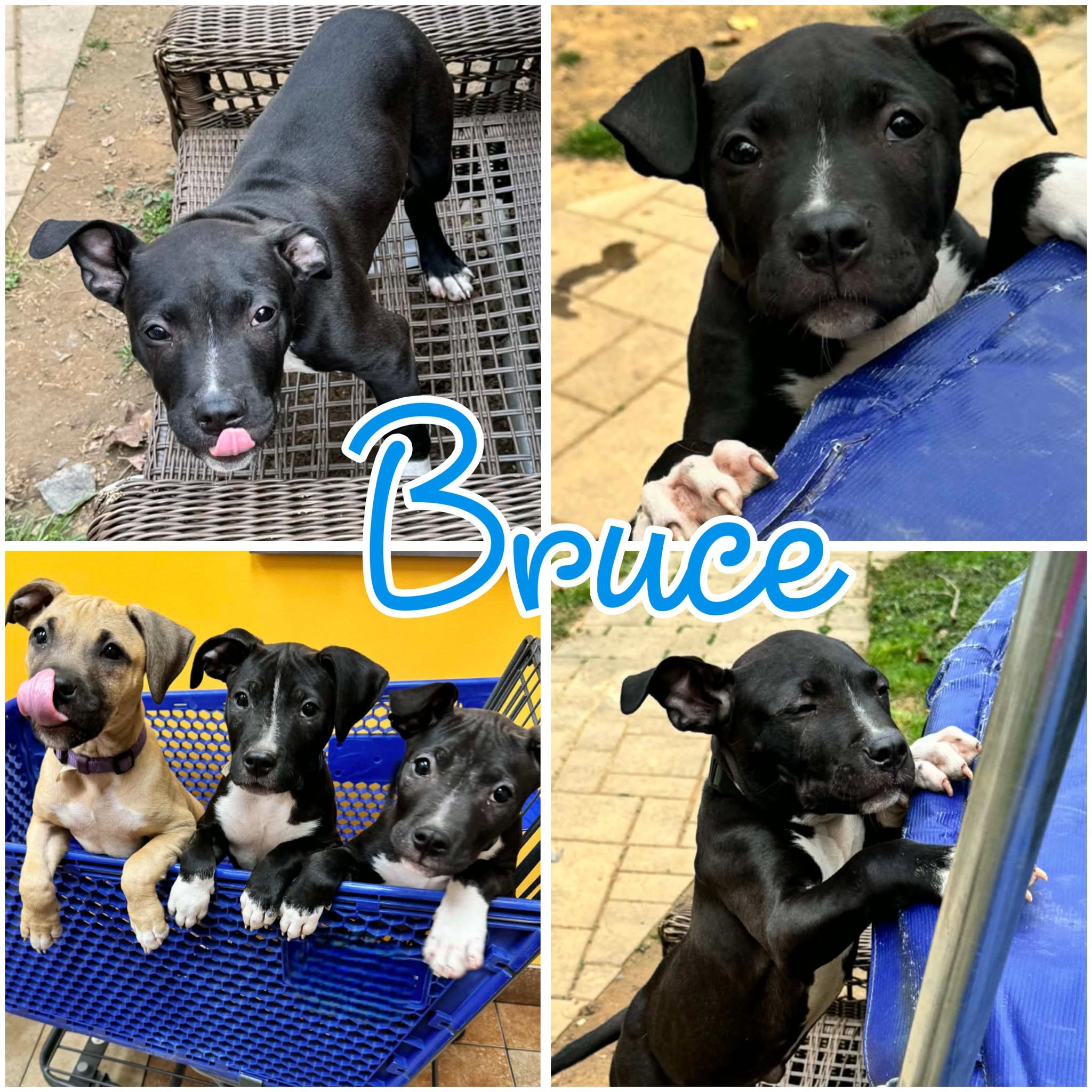 Enlarge Bruce, a Adoptable mixed breed in Hatfield, PA image 1/1