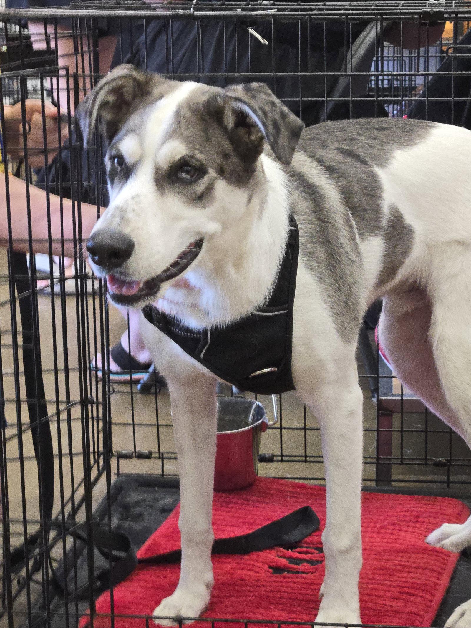 Woody, Adoptable, Young Male Great Dane.