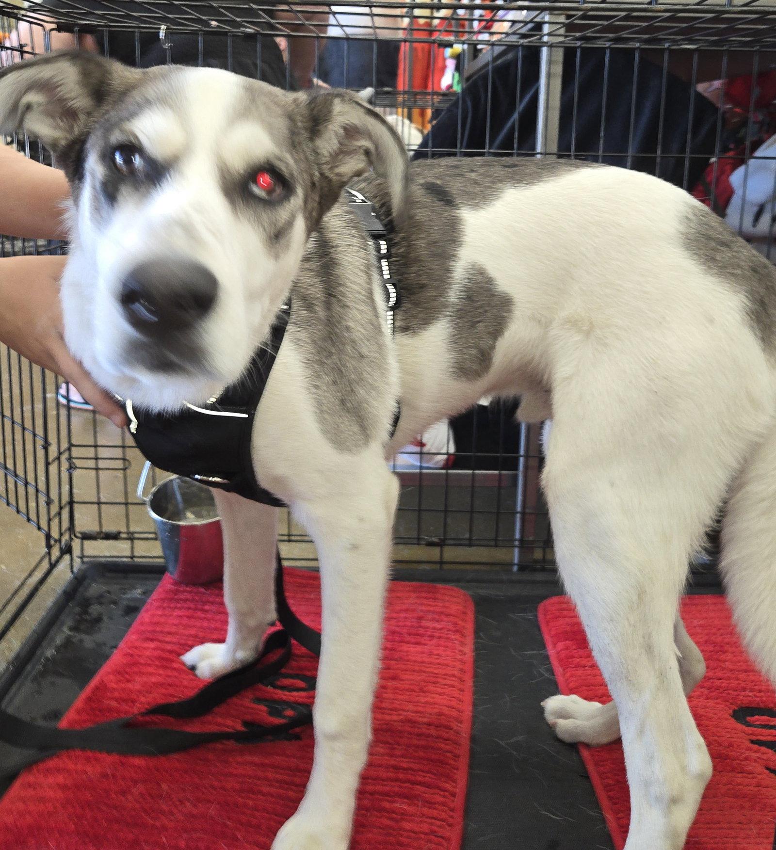 Enlarge Woody, a Adoptable Great Dane in The Woodlands, TX image 2/3