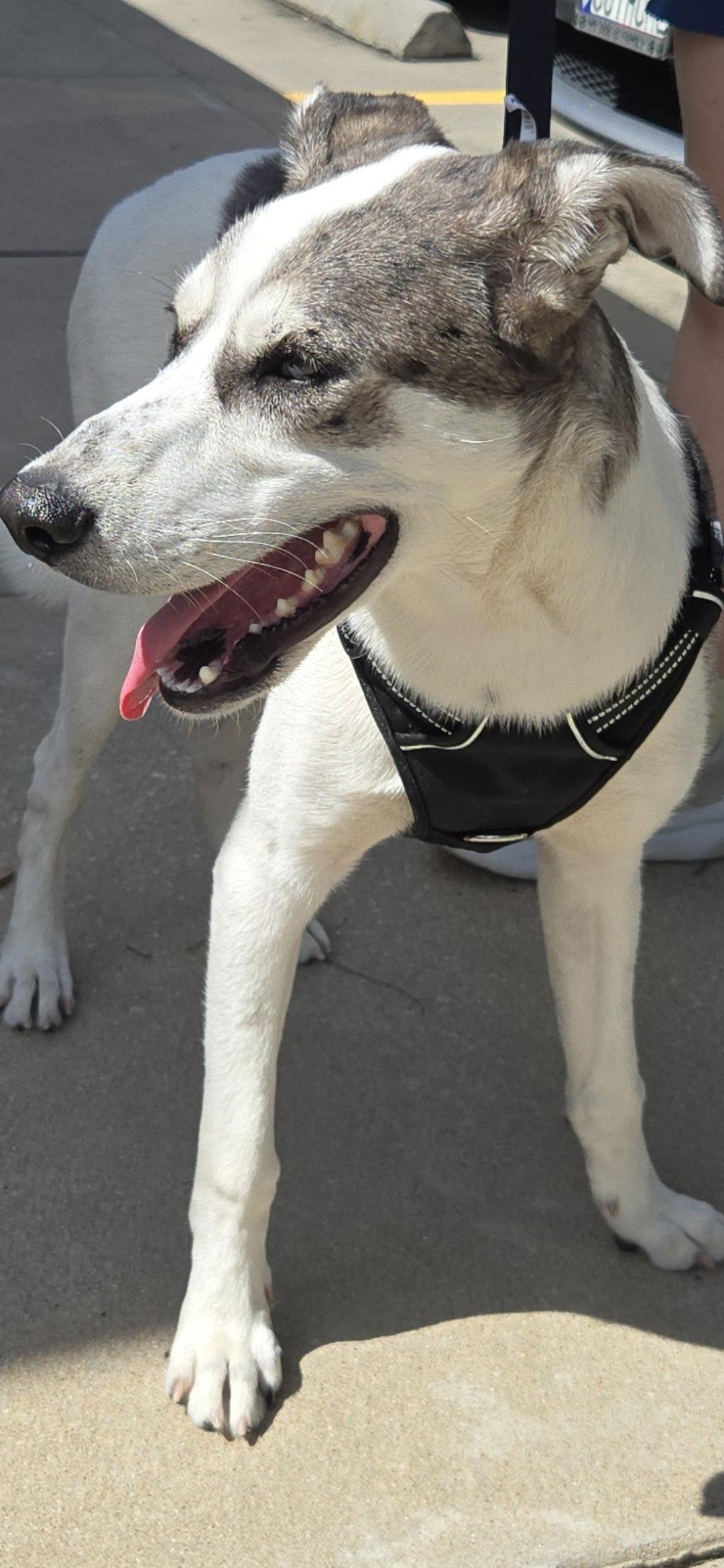 Enlarge Woody, a Adoptable Great Dane in The Woodlands, TX image 3/3