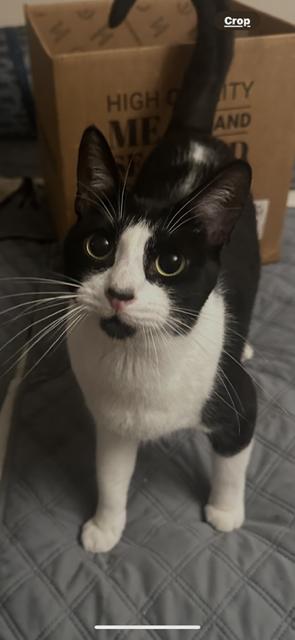 Michelin, an adoptable Domestic Short Hair in Tracy, CA, 95304 | Photo Image 1