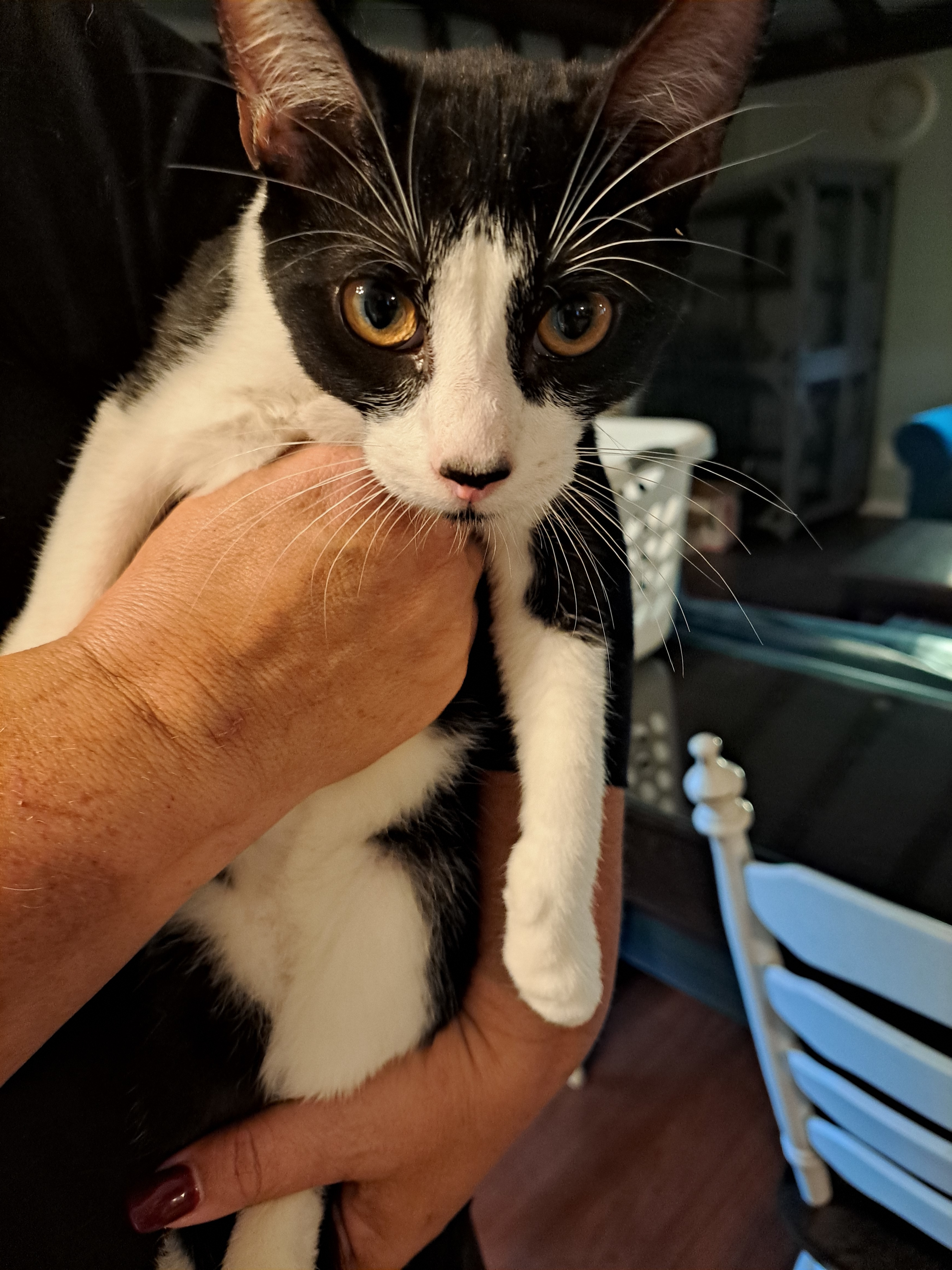Michelin, an adoptable Domestic Short Hair in Tracy, CA, 95304 | Photo Image 6