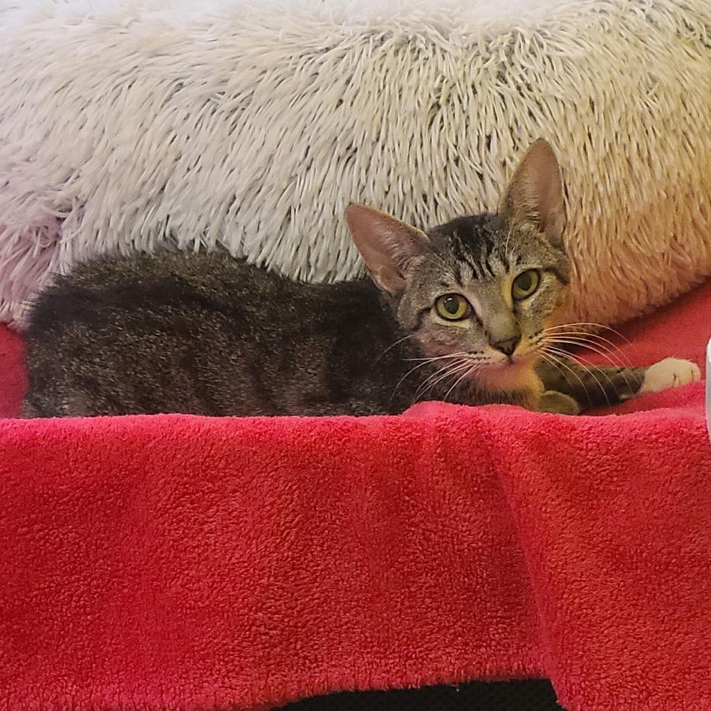 Mama Jelly, Adoptable, Young Female Domestic Short Hair.