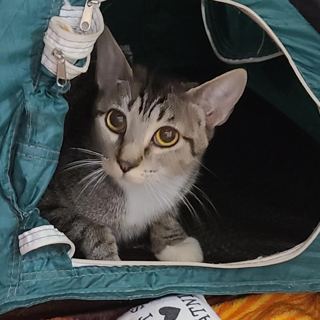 Enlarge Mama Jelly, a Adoptable Domestic Short Hair in Denver, CO image 2/6