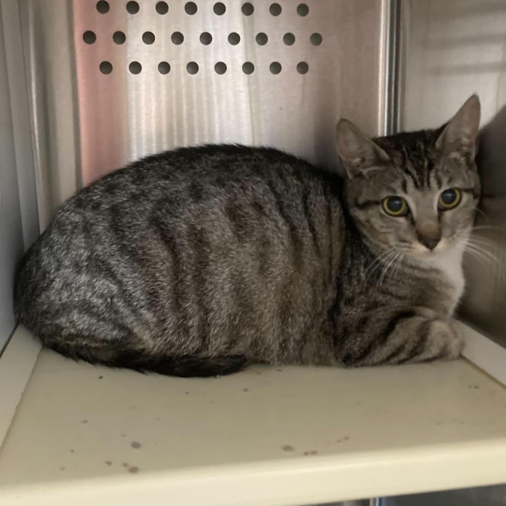 Enlarge Mama Jelly, a Adoptable Domestic Short Hair in Denver, CO image 3/6