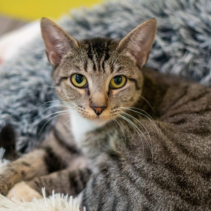 Enlarge Mama Jelly, a Adoptable Domestic Short Hair in Denver, CO image 4/6