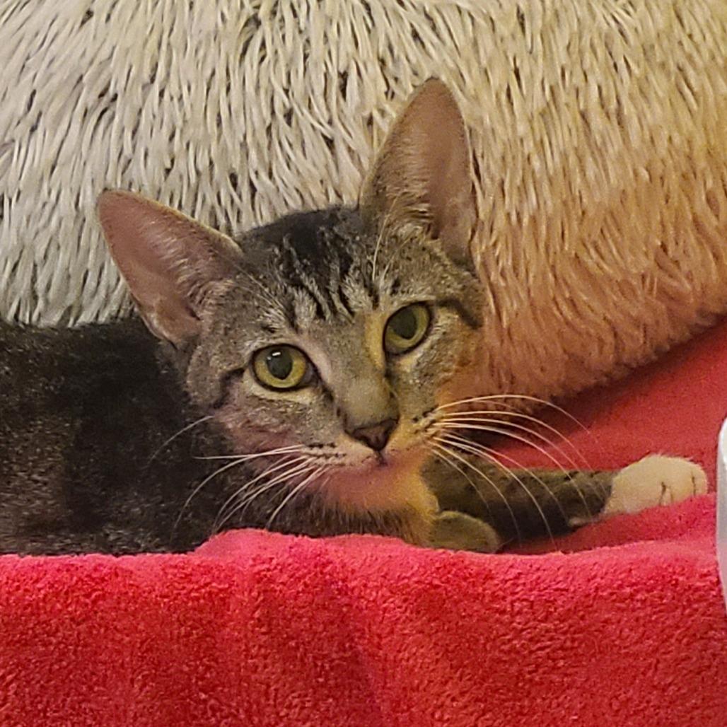 Enlarge Mama Jelly, a Adoptable Domestic Short Hair in Denver, CO image 5/6