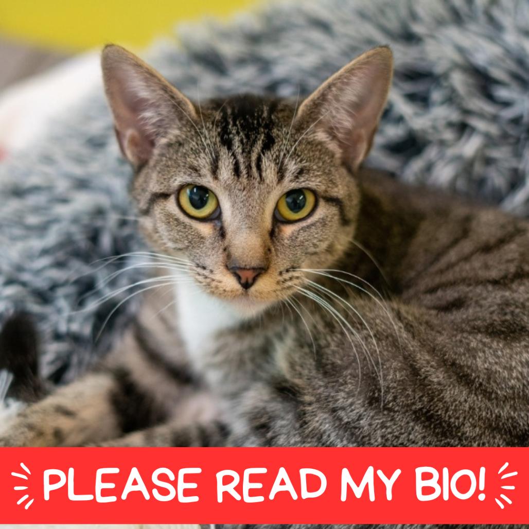 Enlarge Mama Jelly, a Adoptable Domestic Short Hair in Denver, CO image 6/6