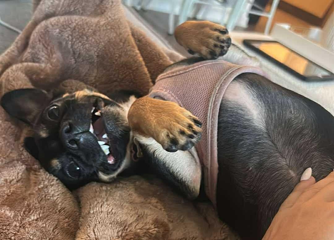 Enlarge Cookie, a Adopted mixed breed in Gulfport, FL image 4/4