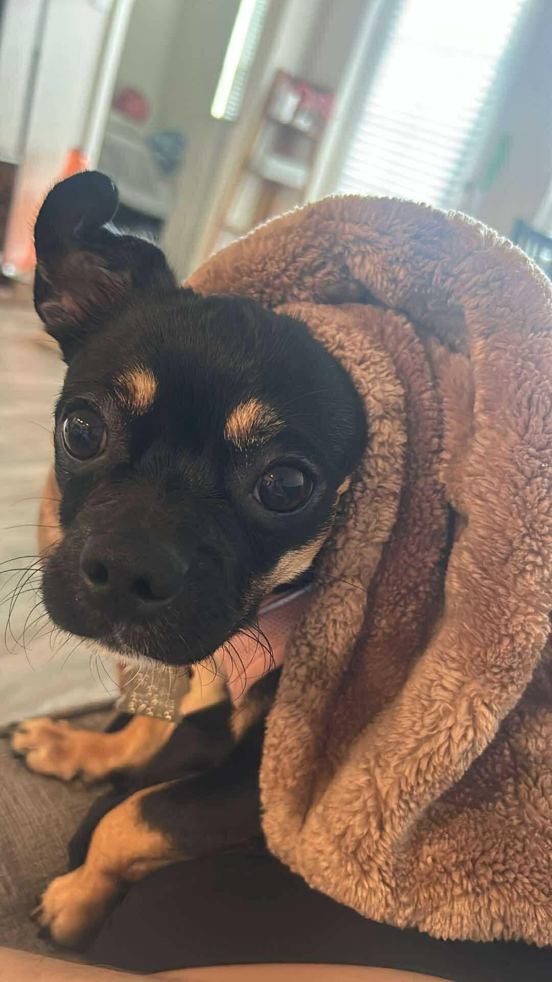 Enlarge Cookie, a Adopted mixed breed in Gulfport, FL image 2/4