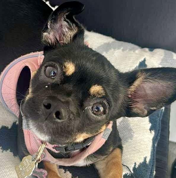 Enlarge Cookie, a Adopted mixed breed in Gulfport, FL image 1/4