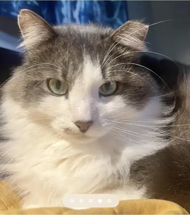 Van Gogh, adopted, Adult Male Domestic Long Hair.