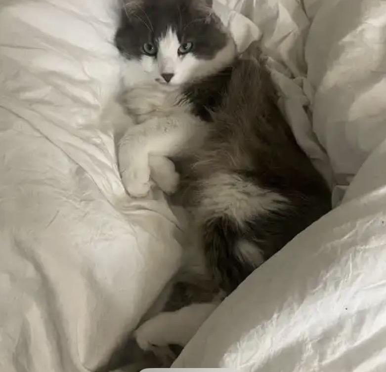 Enlarge Van Gogh, an adopted Domestic Long Hair in Novato, CA image 3/3