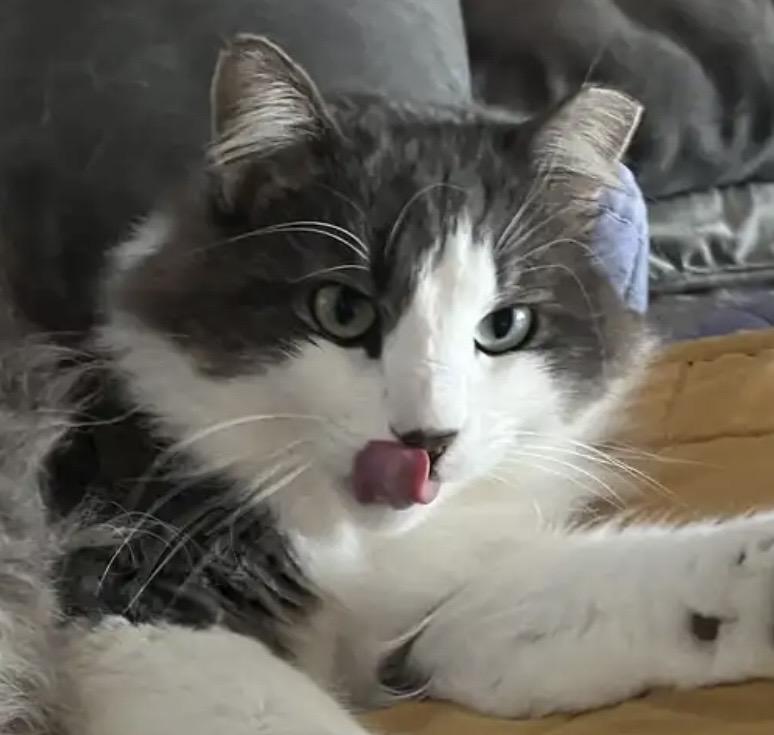 Enlarge Van Gogh, an adopted Domestic Long Hair in Novato, CA image 2/3