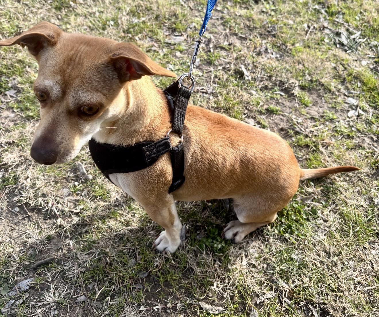 Sassy , an adopted mixed breed in Pelham, NH image 3/6