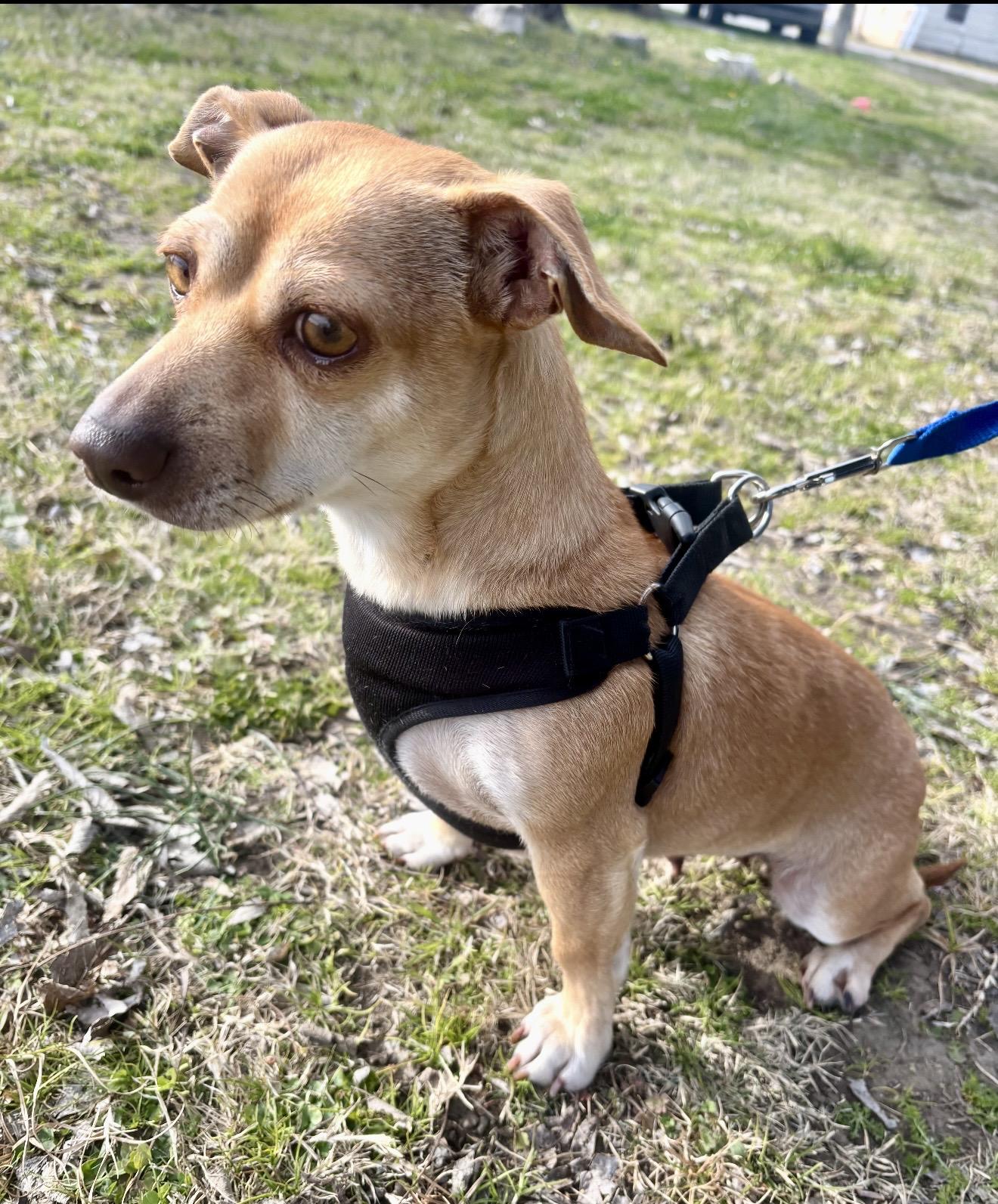 Sassy , an adopted mixed breed in Pelham, NH image 6/6