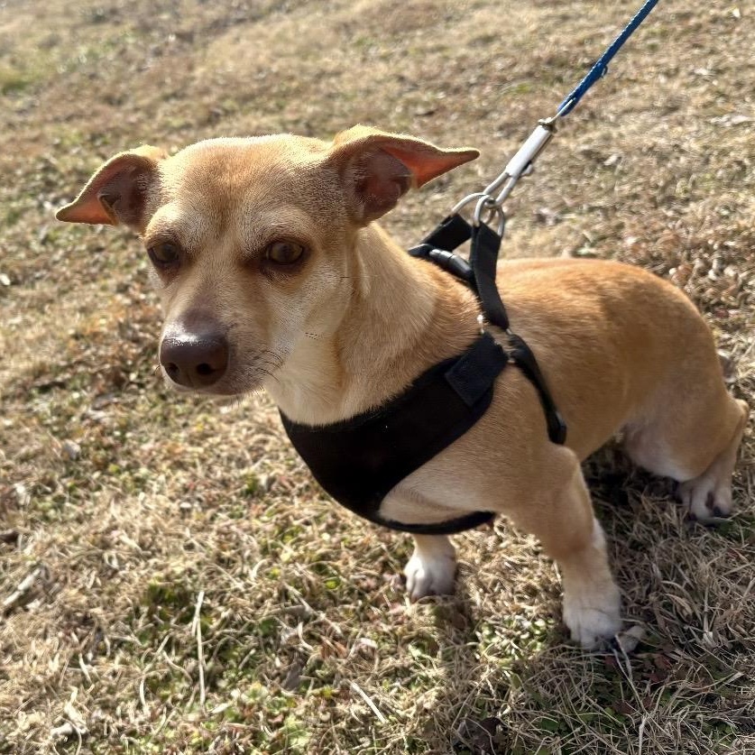 Sassy , an adopted mixed breed in Pelham, NH image 2/6