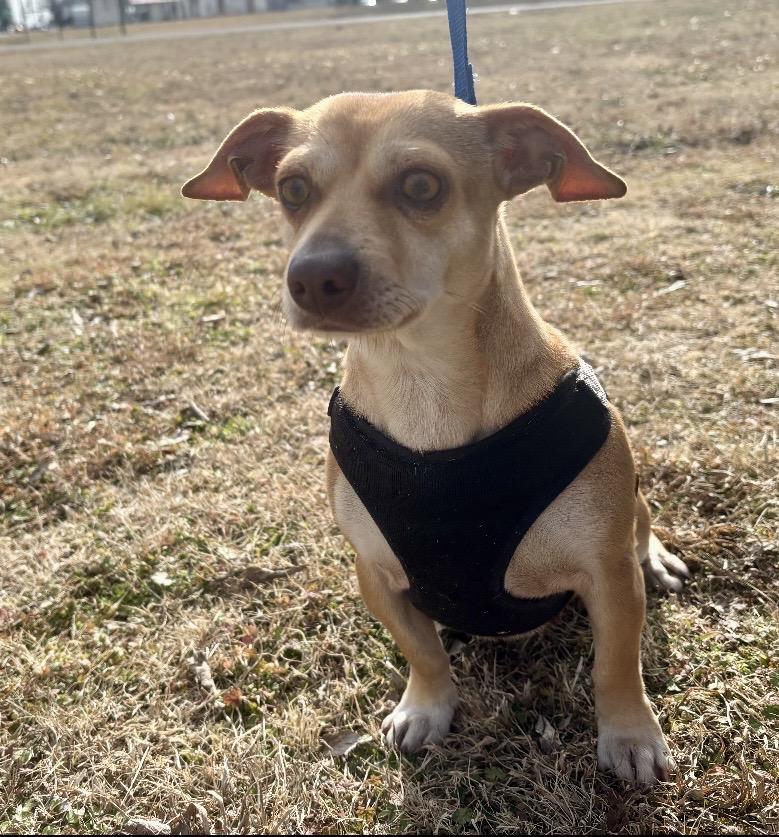 Sassy , an adopted mixed breed in Pelham, NH image 5/6