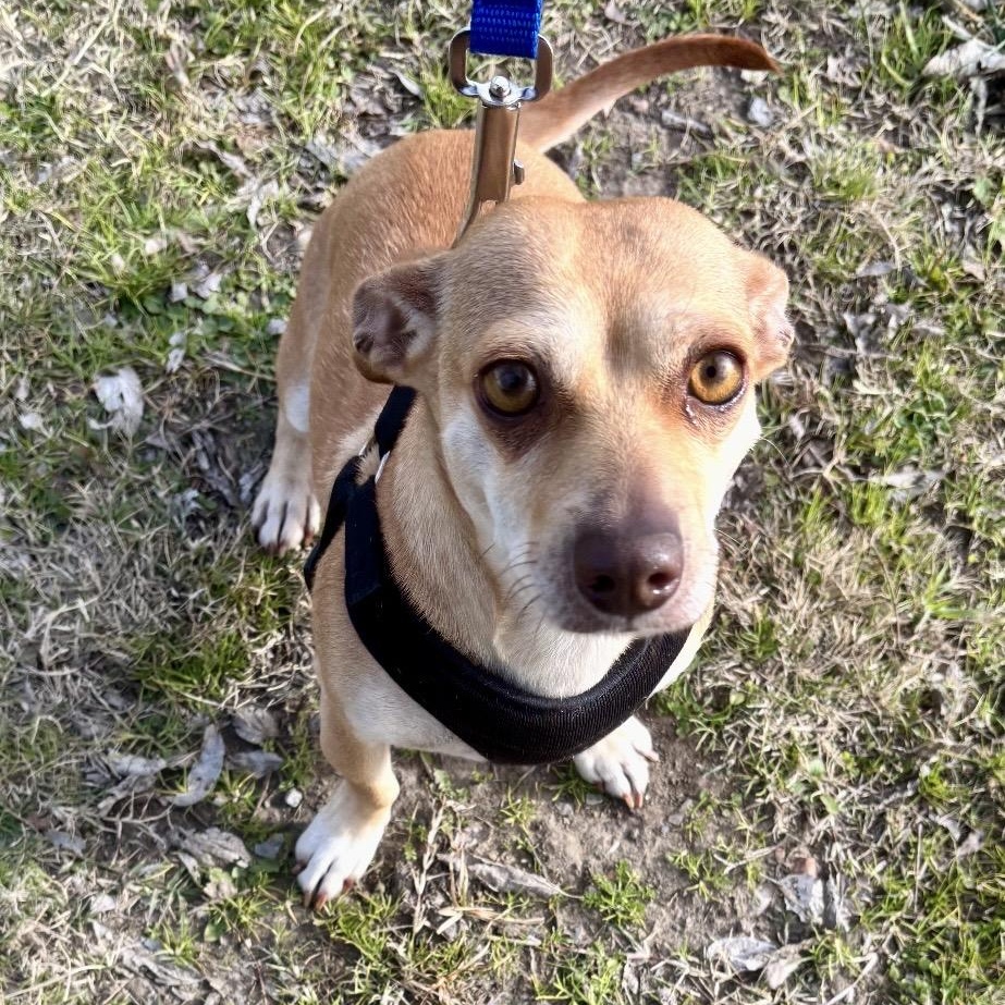 Sassy , adopted, Adult Female Chihuahua.