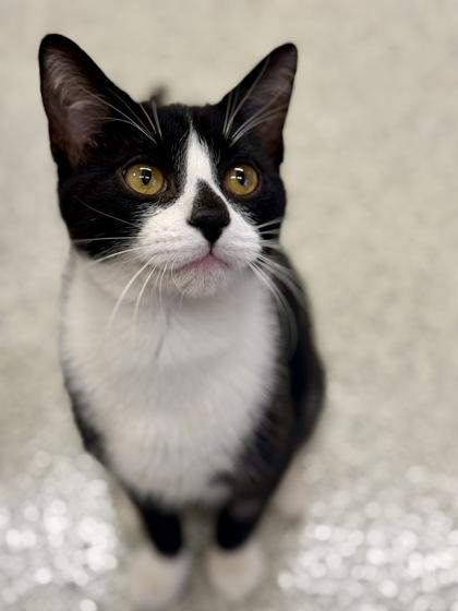 Jerry , ADOPTABLE, Adult Male Domestic Short Hair.