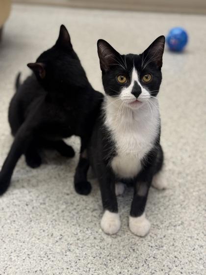 Enlarge Jerry , a ADOPTABLE Domestic Short Hair in Downers Grove, IL image 3/3