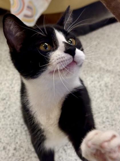 Enlarge Jerry , a ADOPTABLE Domestic Short Hair in Downers Grove, IL image 2/3