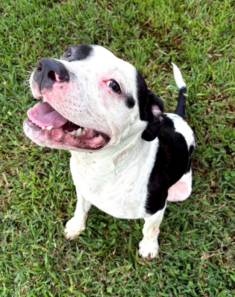 Batty, Adoptable, Young Male Mixed Breed.
