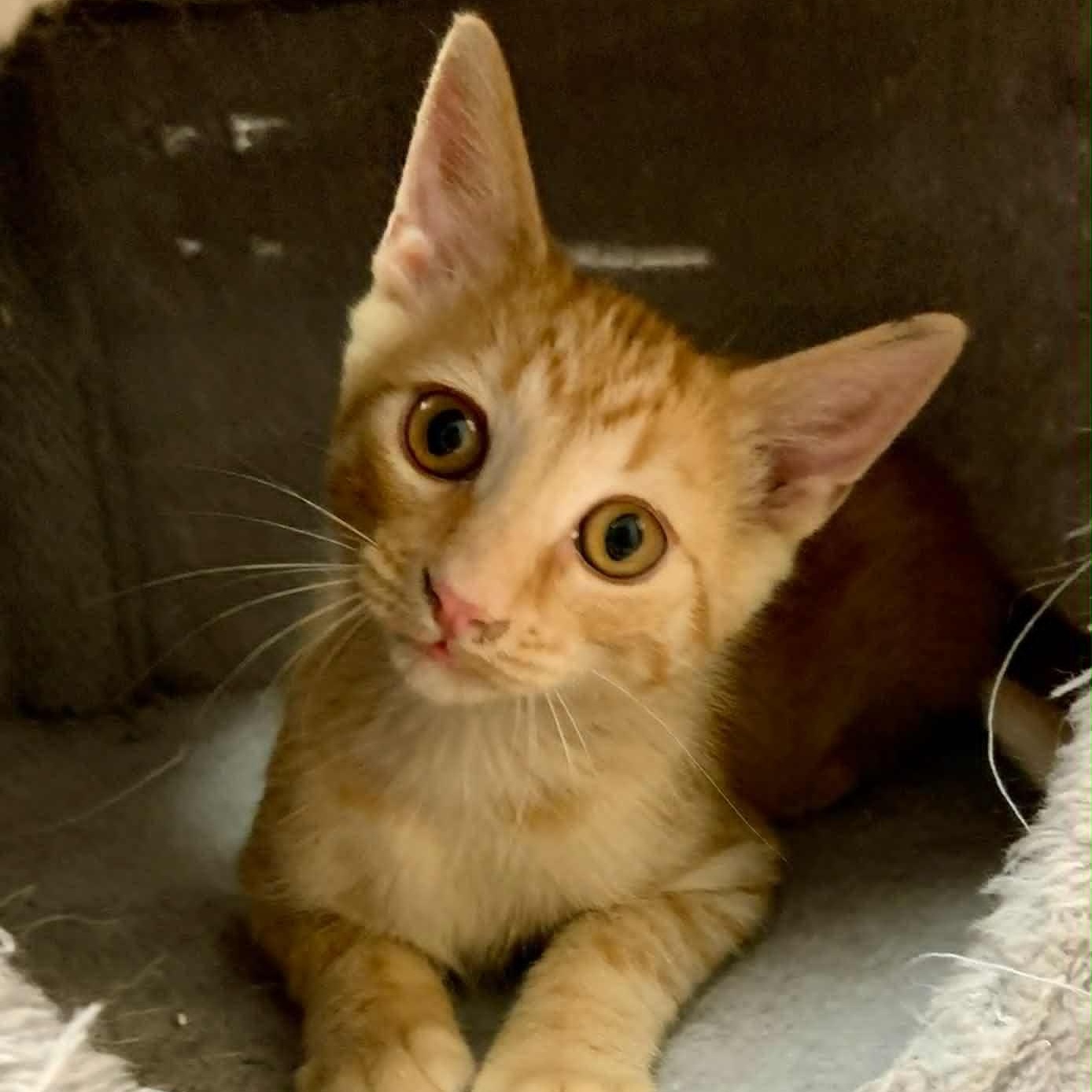 Nacho, Adoptable, Young Male Tabby.