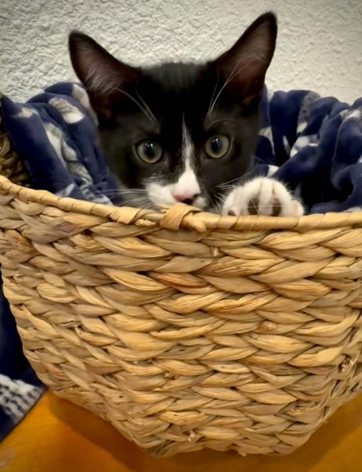 Freddy, an adoptable Domestic Short Hair in Carson City, NV, 89701 | Photo Image 2
