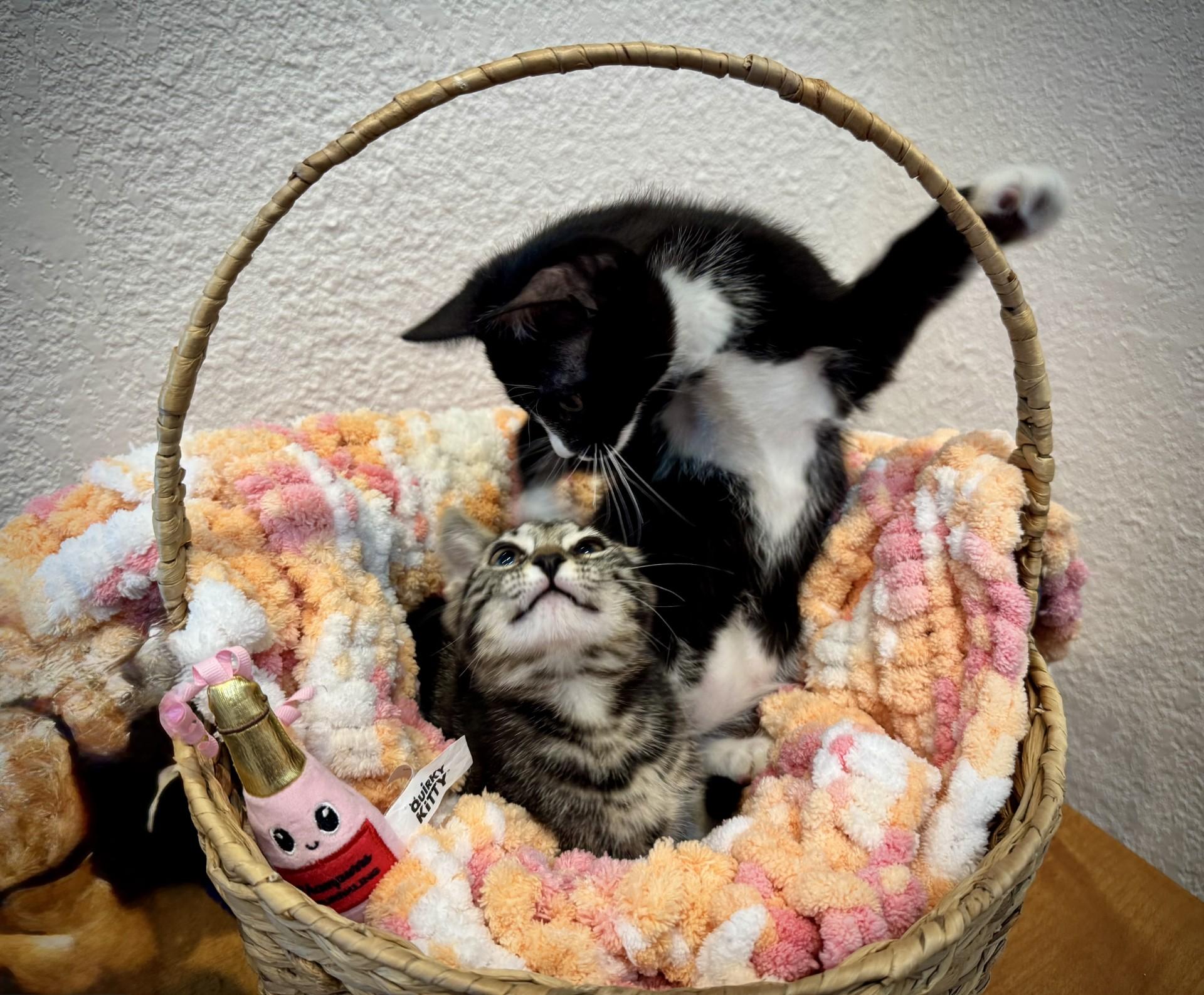 Freddy, Baby Male Domestic Short Hair