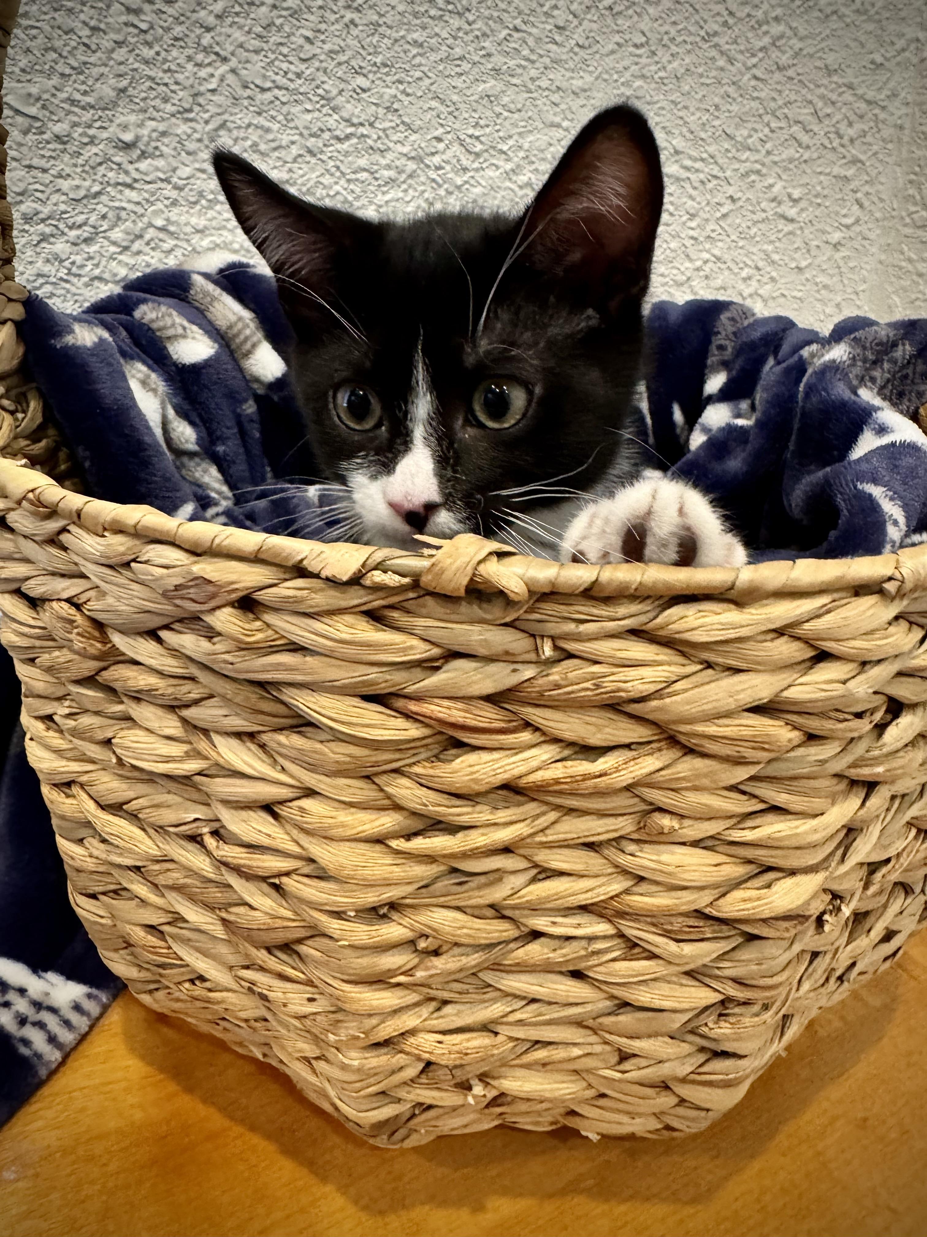 Freddy, an adoptable Domestic Short Hair in Carson City, NV, 89701 | Photo Image 3