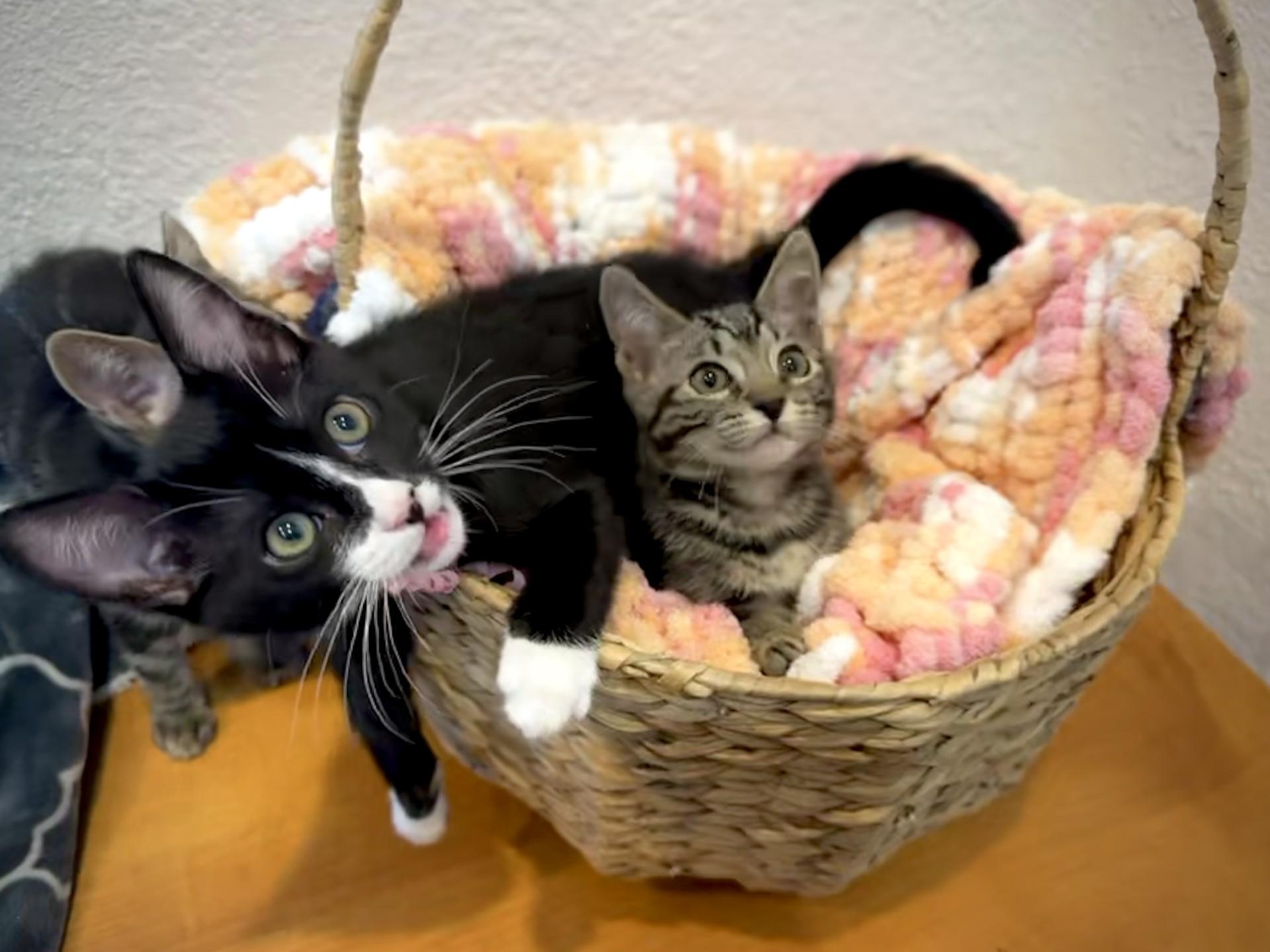Freddy, an adoptable Domestic Short Hair in Carson City, NV, 89701 | Photo Image 4