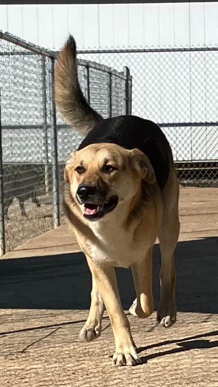 Chloe, Adoptable, Young Female Shepherd.