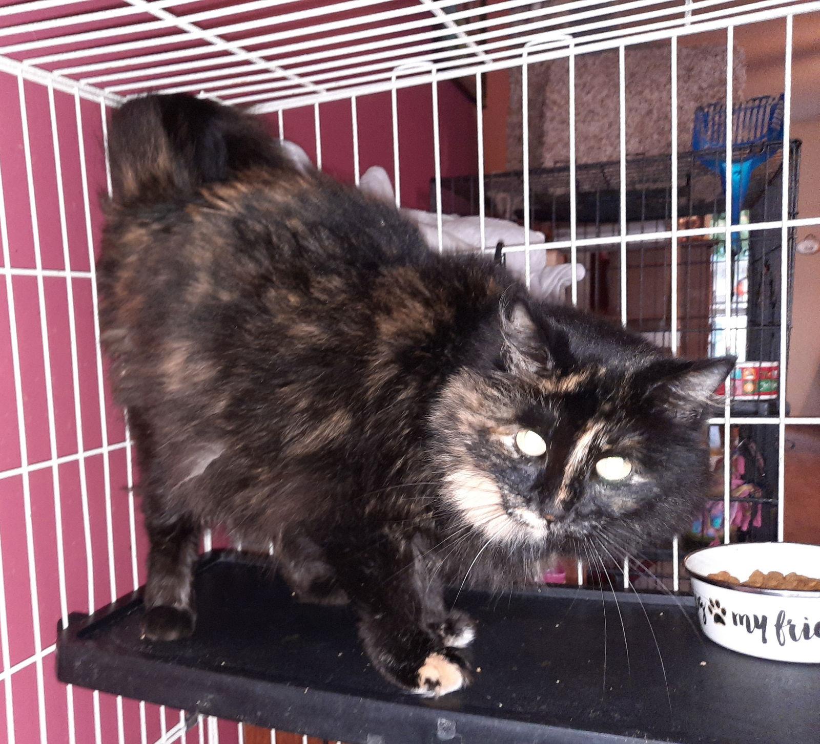 Joanna, Adopted, Young Female Domestic Long Hair & Maine Coon.