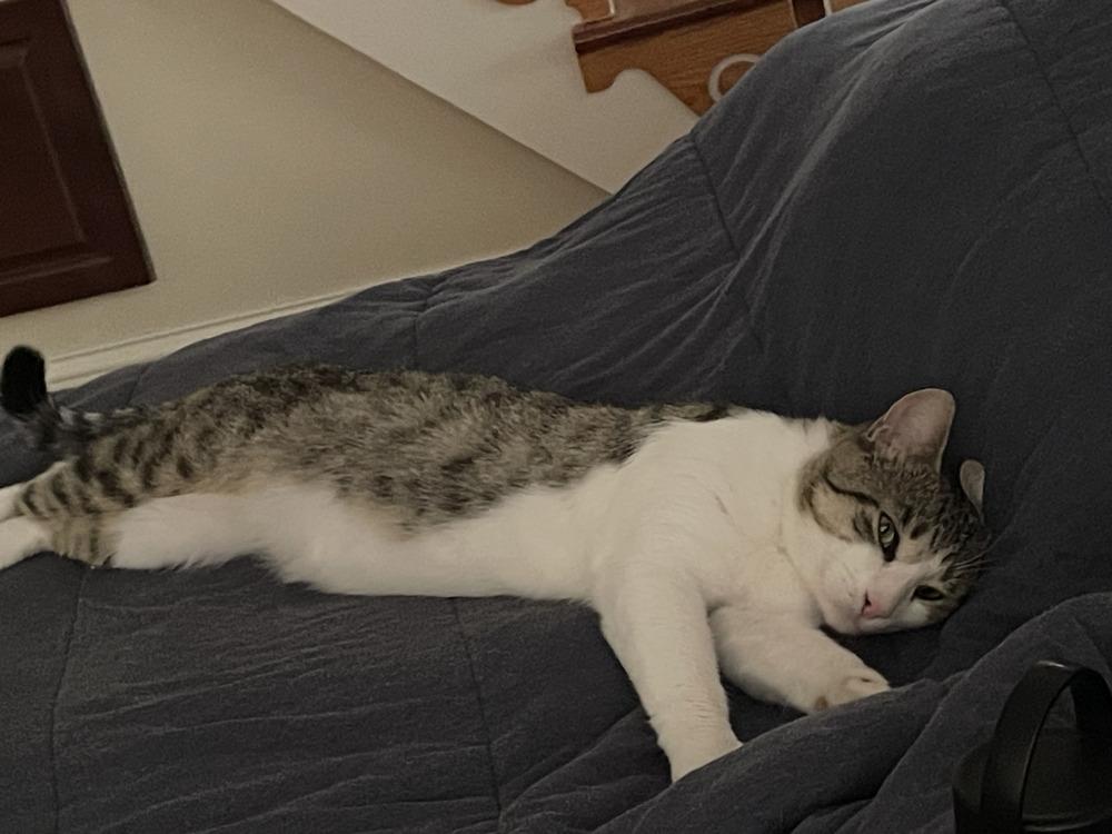 Miso, Adoptable, Adult Male Domestic Short Hair.