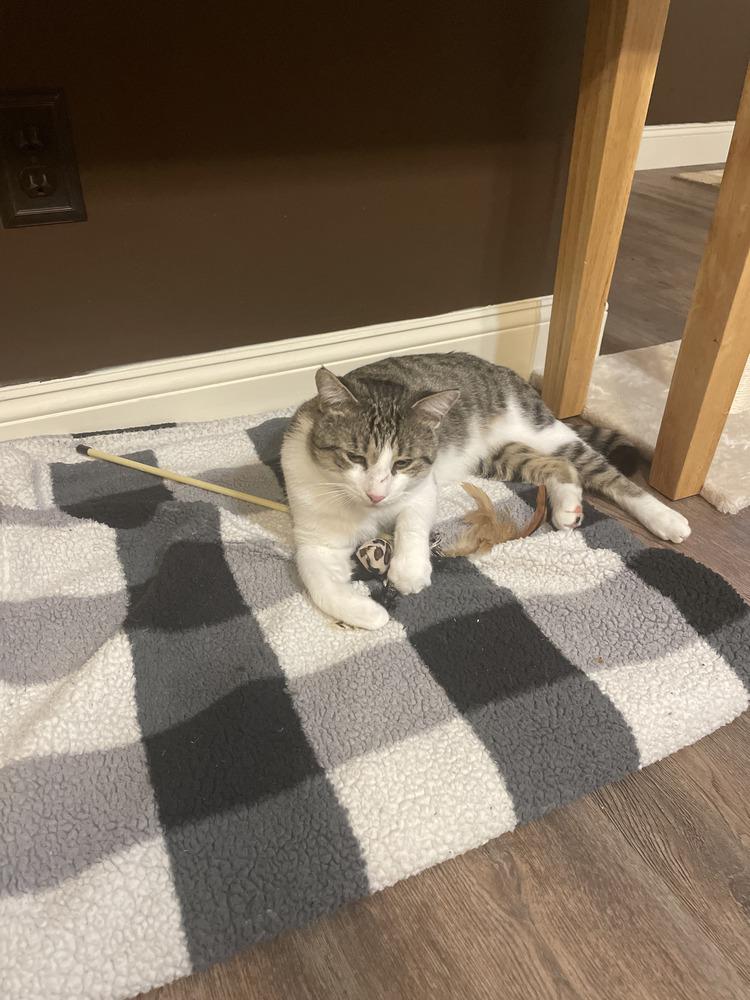 Enlarge Miso, a Adoptable Domestic Short Hair in Lake Grove, NY image 2/2