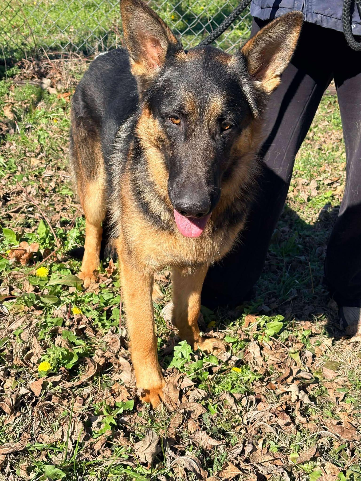 Bronco, Adopted, Adult Male German Shepherd Dog.