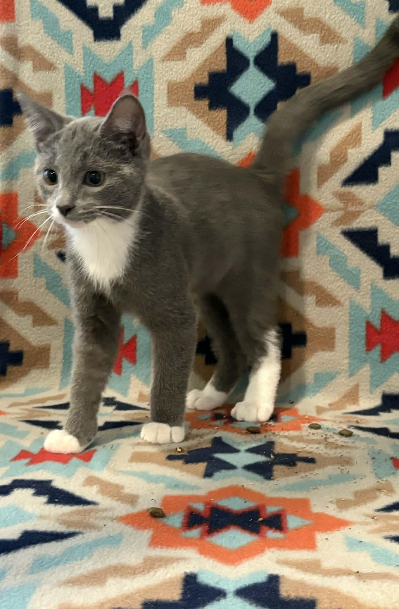 Enlarge Bieber (Justin), a Adoptable American Shorthair in Barboursville, WV image 1/1