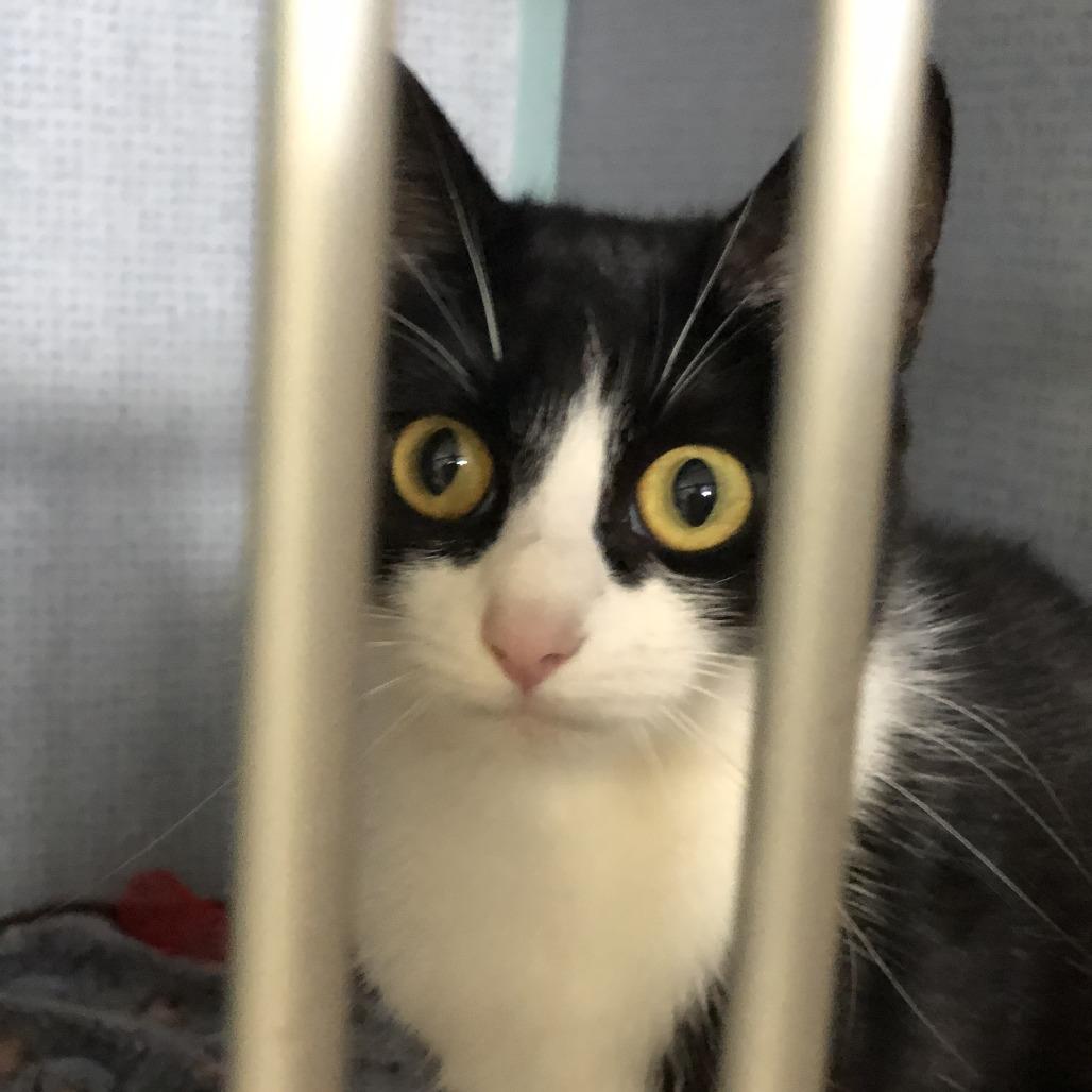 Enlarge Naveah, a Adoptable Domestic Short Hair in Russellville, KY image 1/1