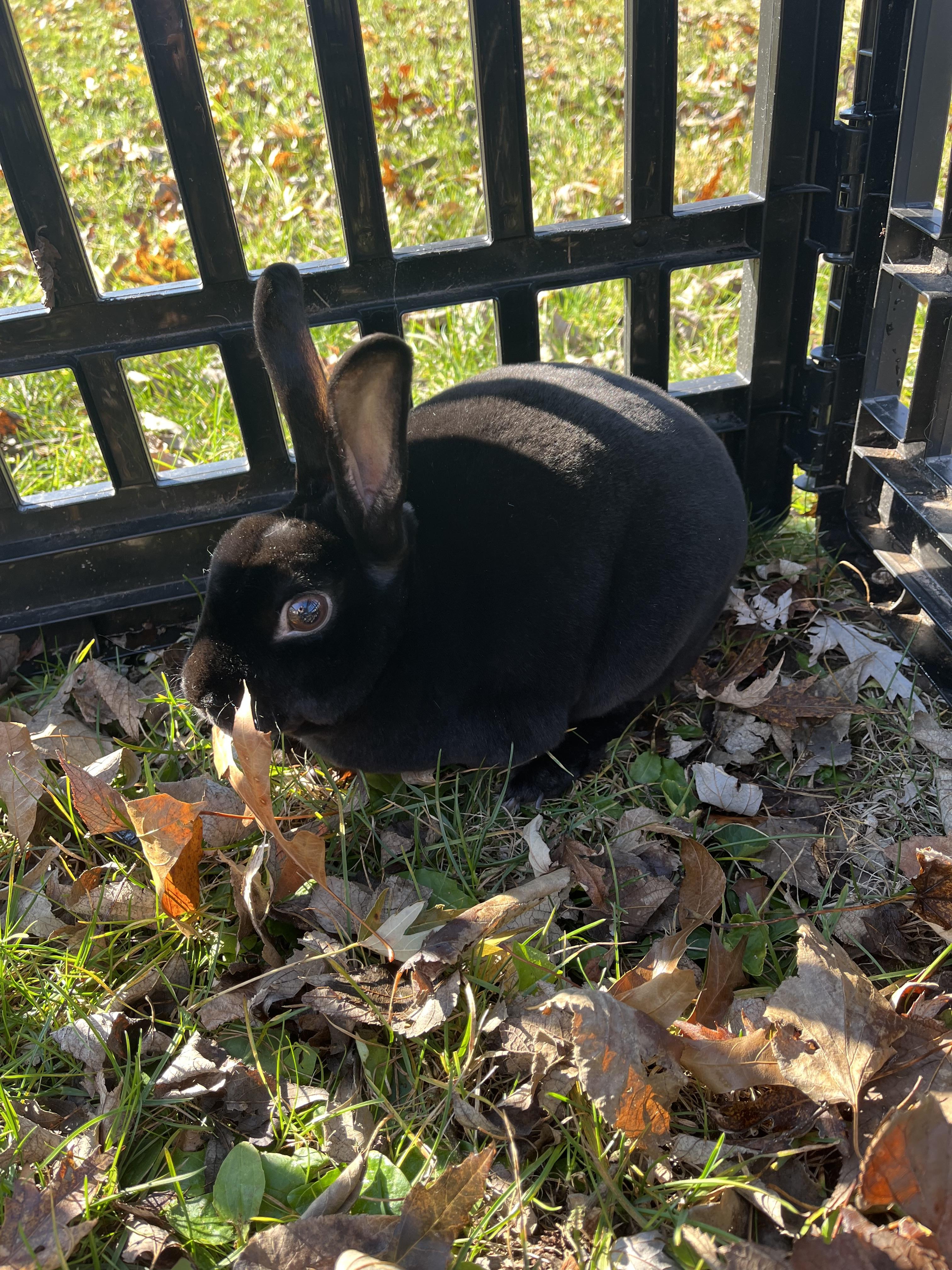 Enlarge Batman, an adopted Mini Rex in Birdsboro, PA image 1/2