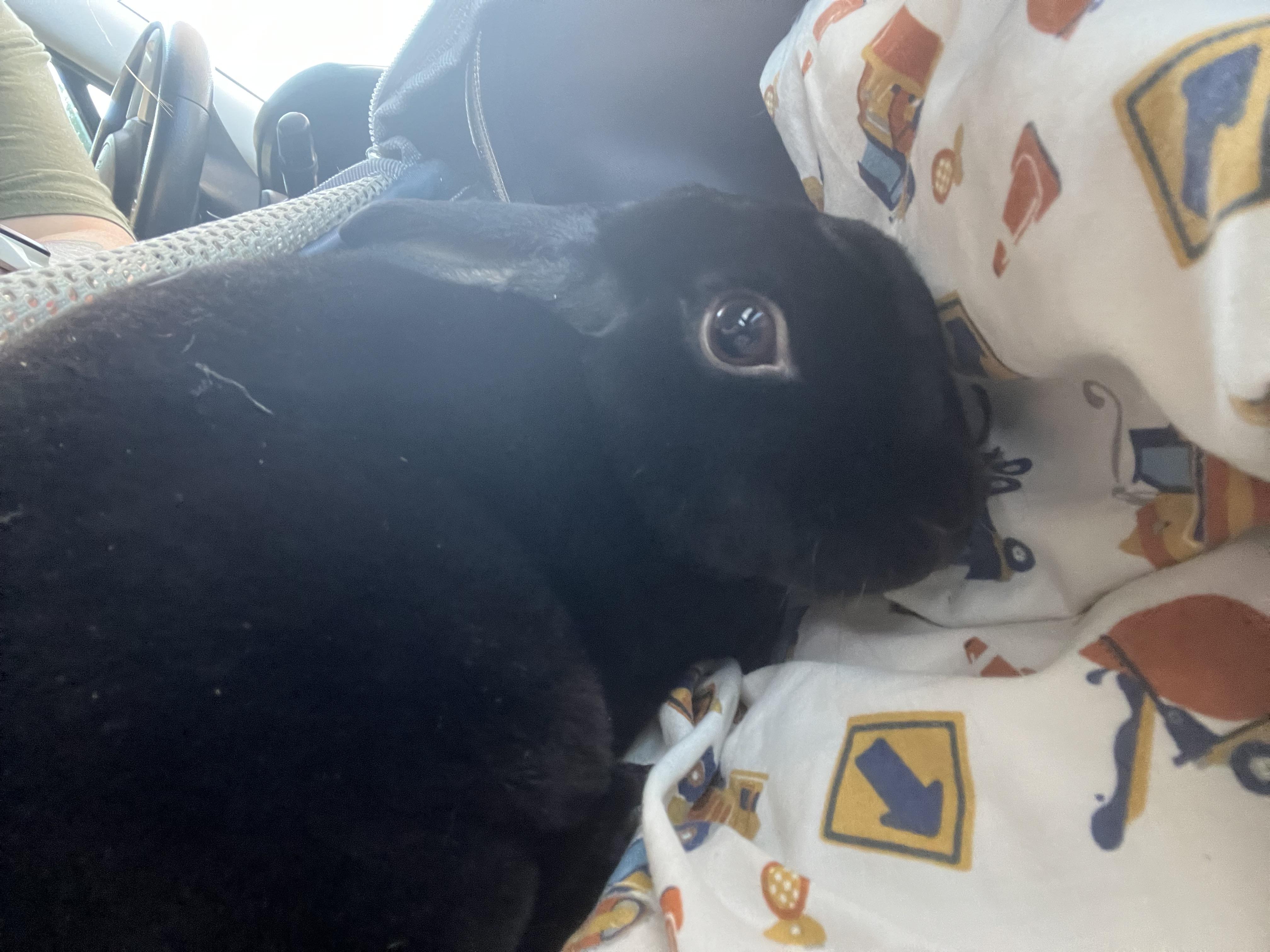 Enlarge Batman, an adopted Mini Rex in Birdsboro, PA image 2/2