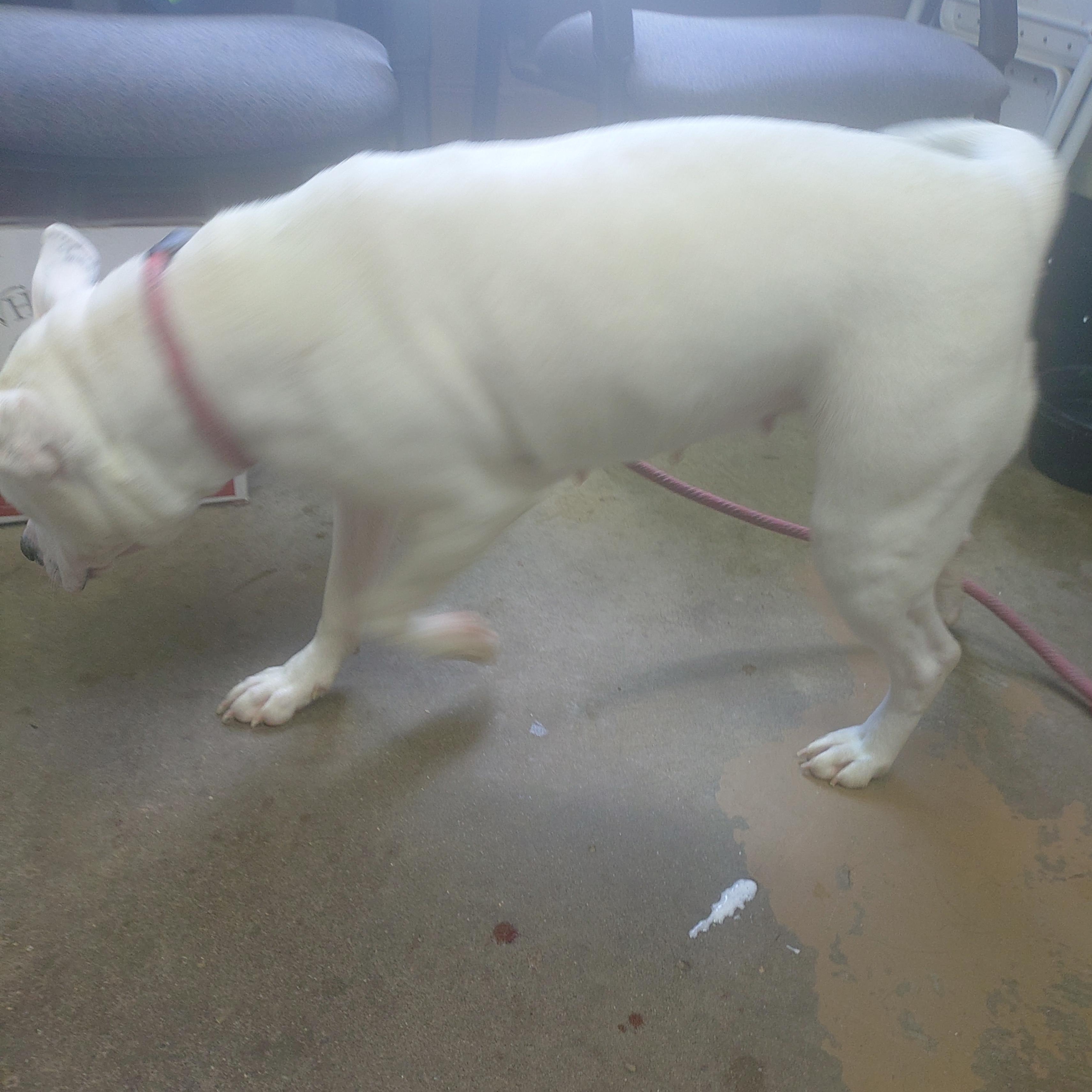 26-040, a ADOPTABLE mixed breed in Carrollton, OH image 2/3