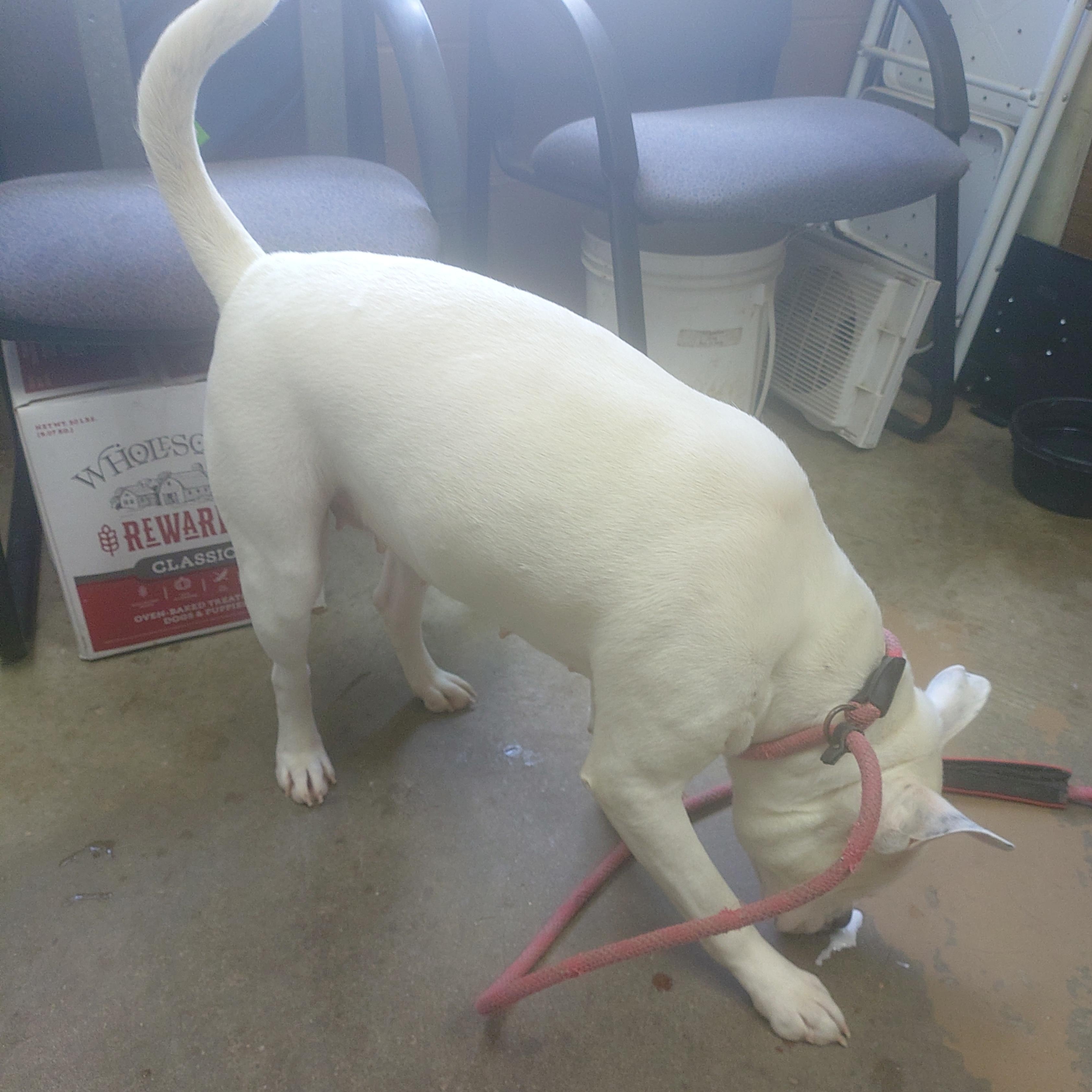 26-040, a ADOPTABLE mixed breed in Carrollton, OH image 3/3