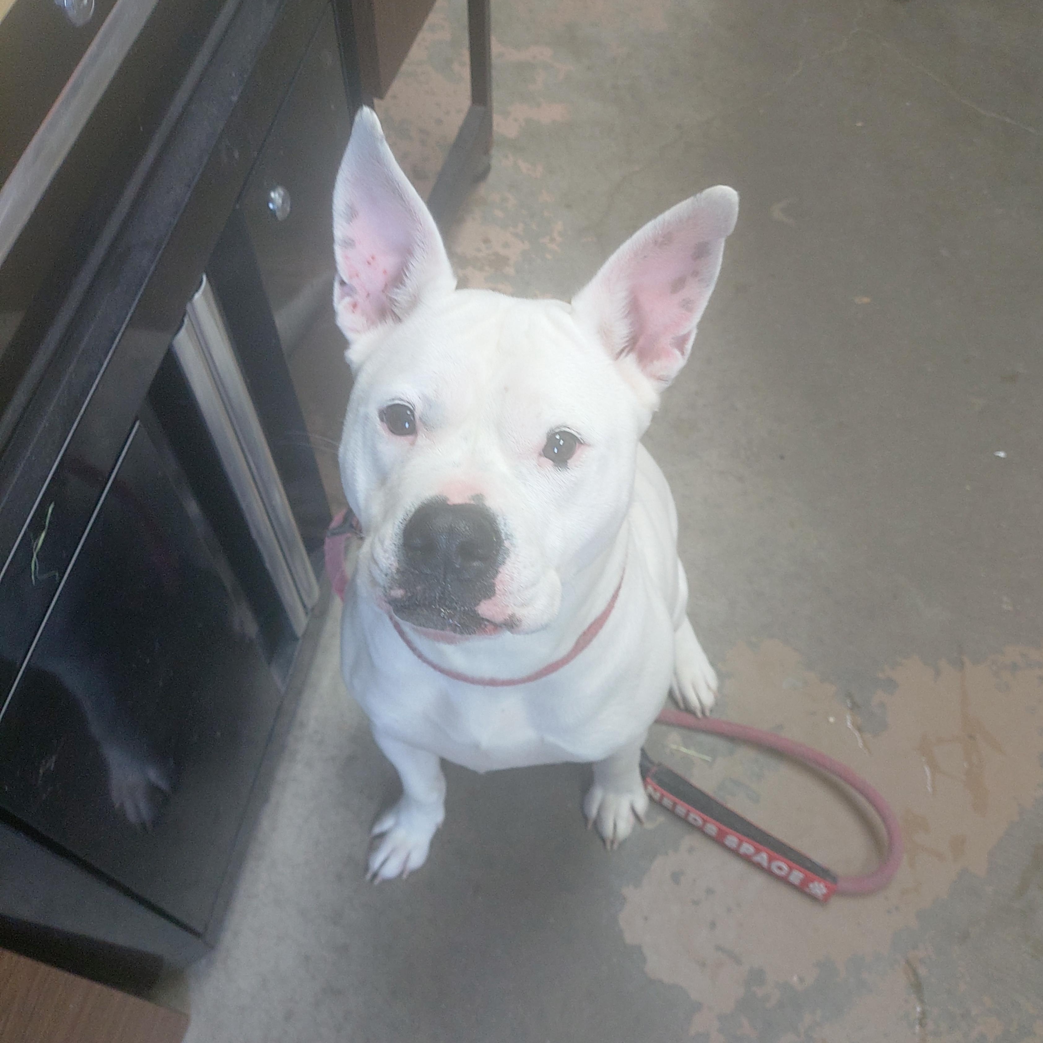 26-040, ADOPTABLE, Young Female Staffordshire Bull Terrier.