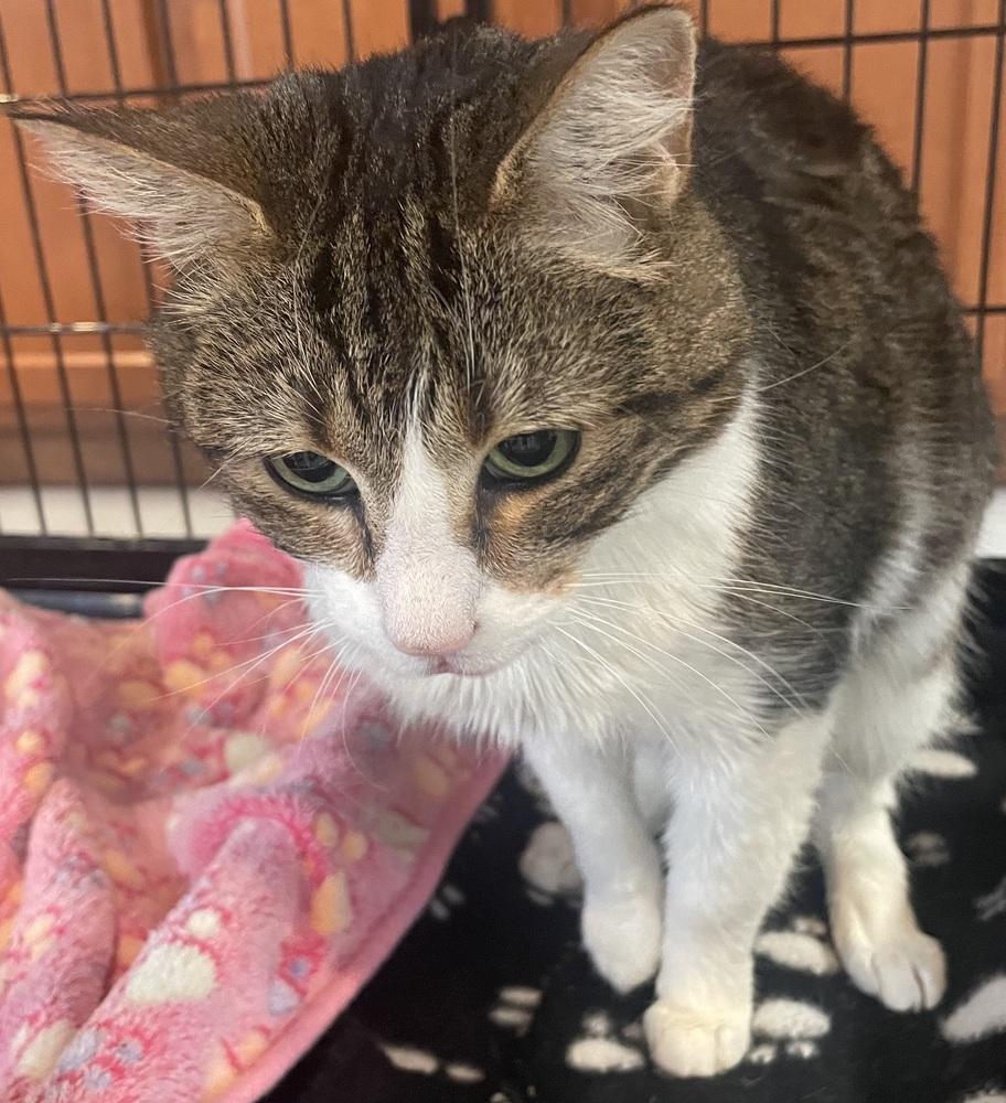 Angel, Adoptable, Adult Female Domestic Short Hair.