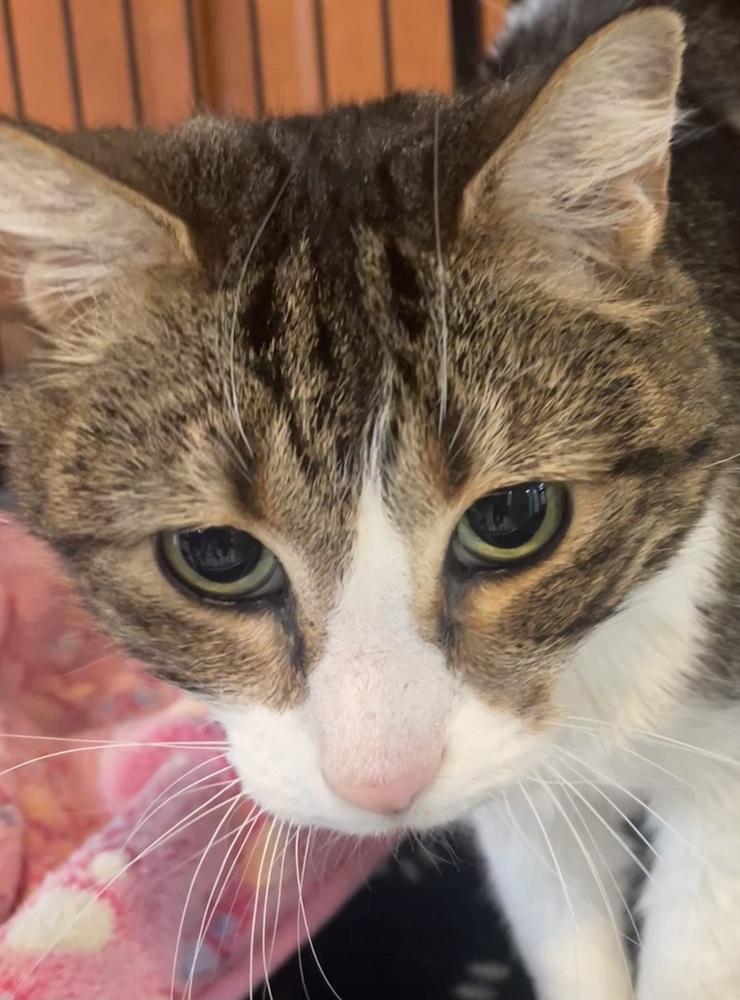 Enlarge Angel, a Adoptable mixed breed in Southbury, CT image 2/4