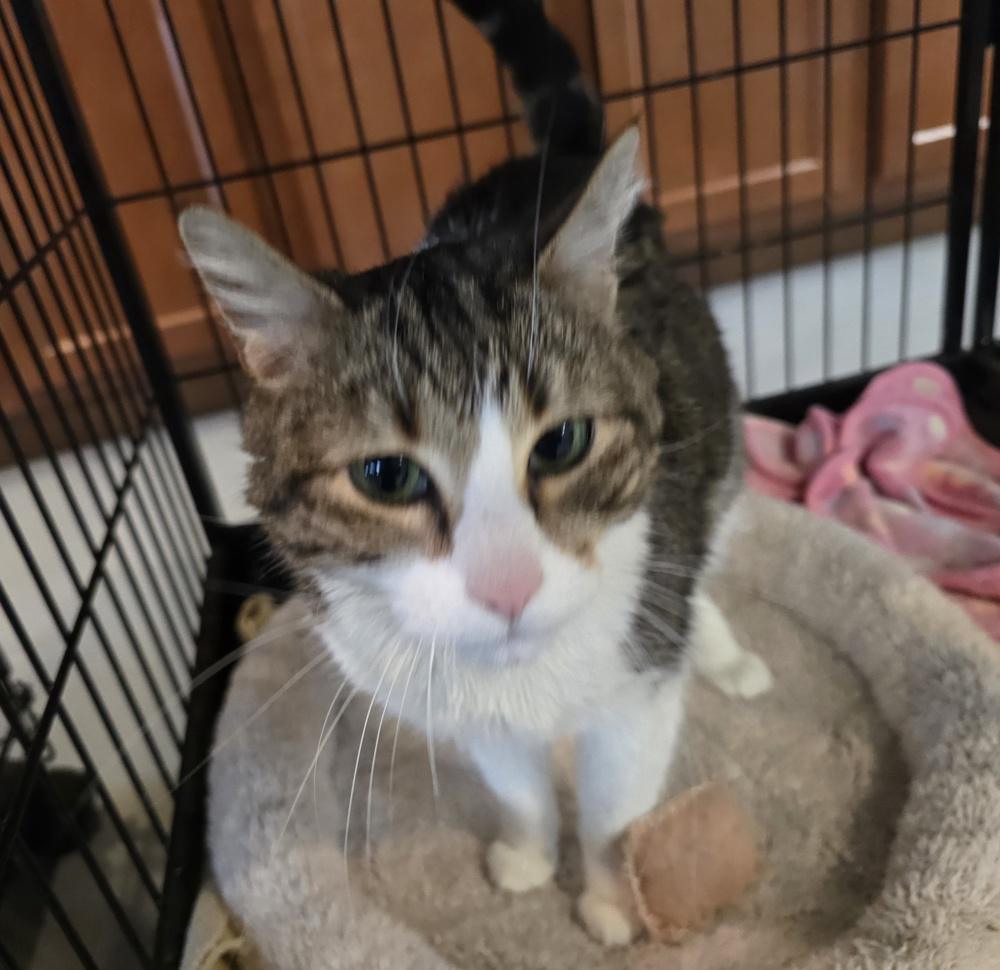 Enlarge Angel, a Adoptable mixed breed in Southbury, CT image 3/4