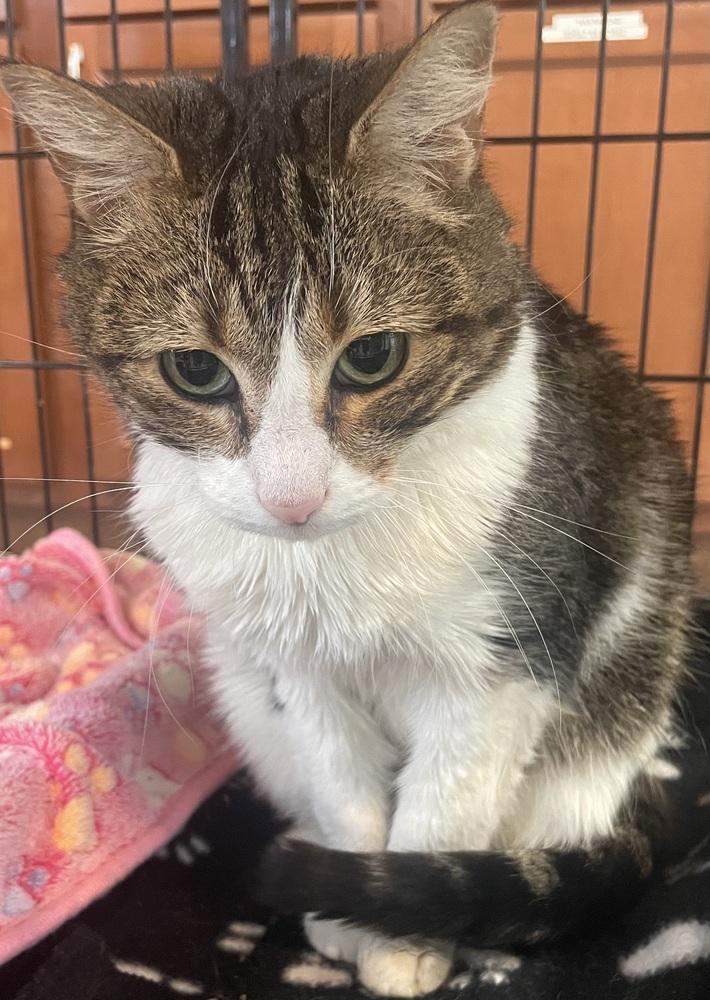 Enlarge Angel, a Adoptable mixed breed in Southbury, CT image 4/4