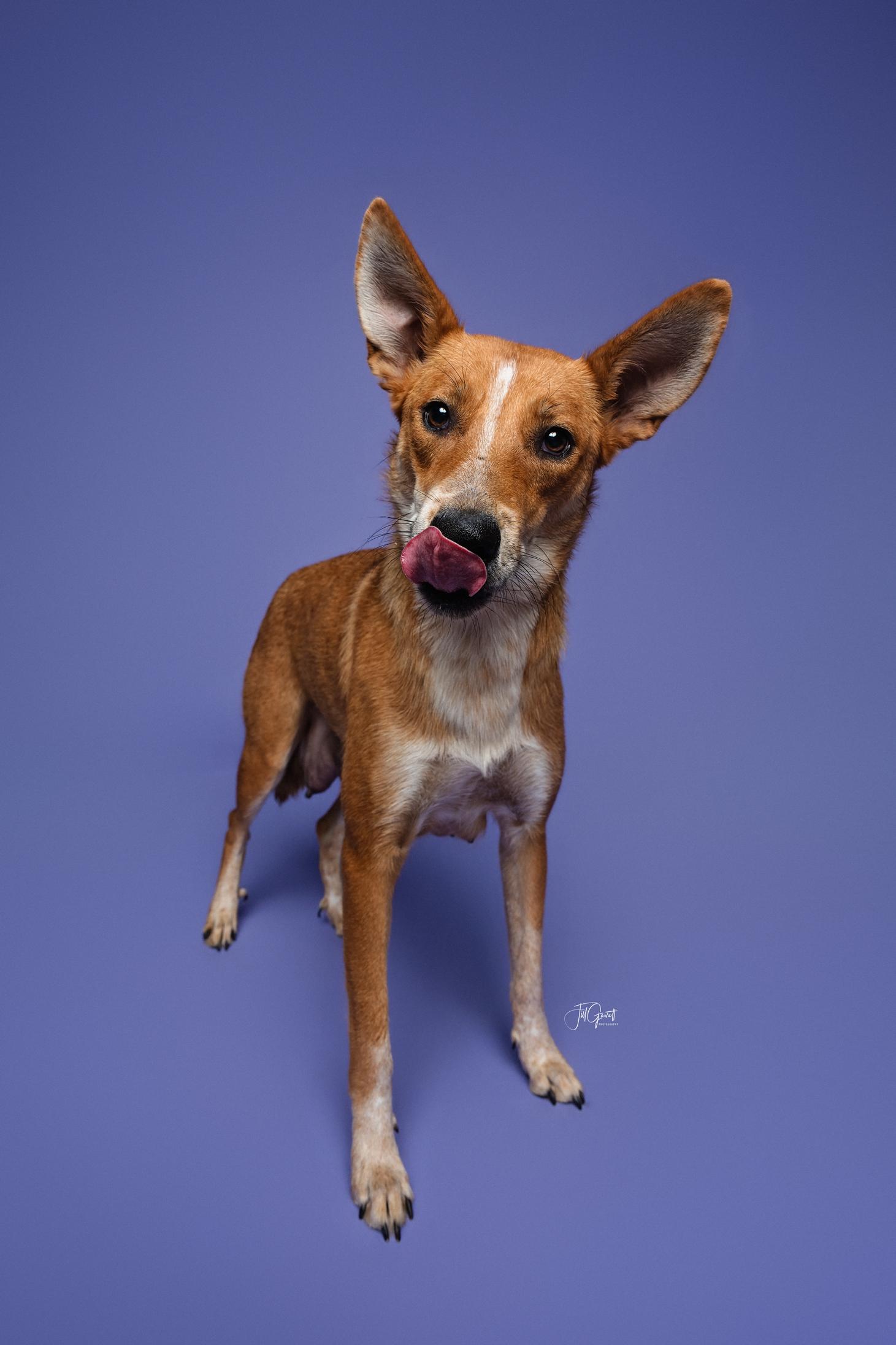 Enlarge Liberty, a Adoptable mixed breed in Rochester, MN image 3/6