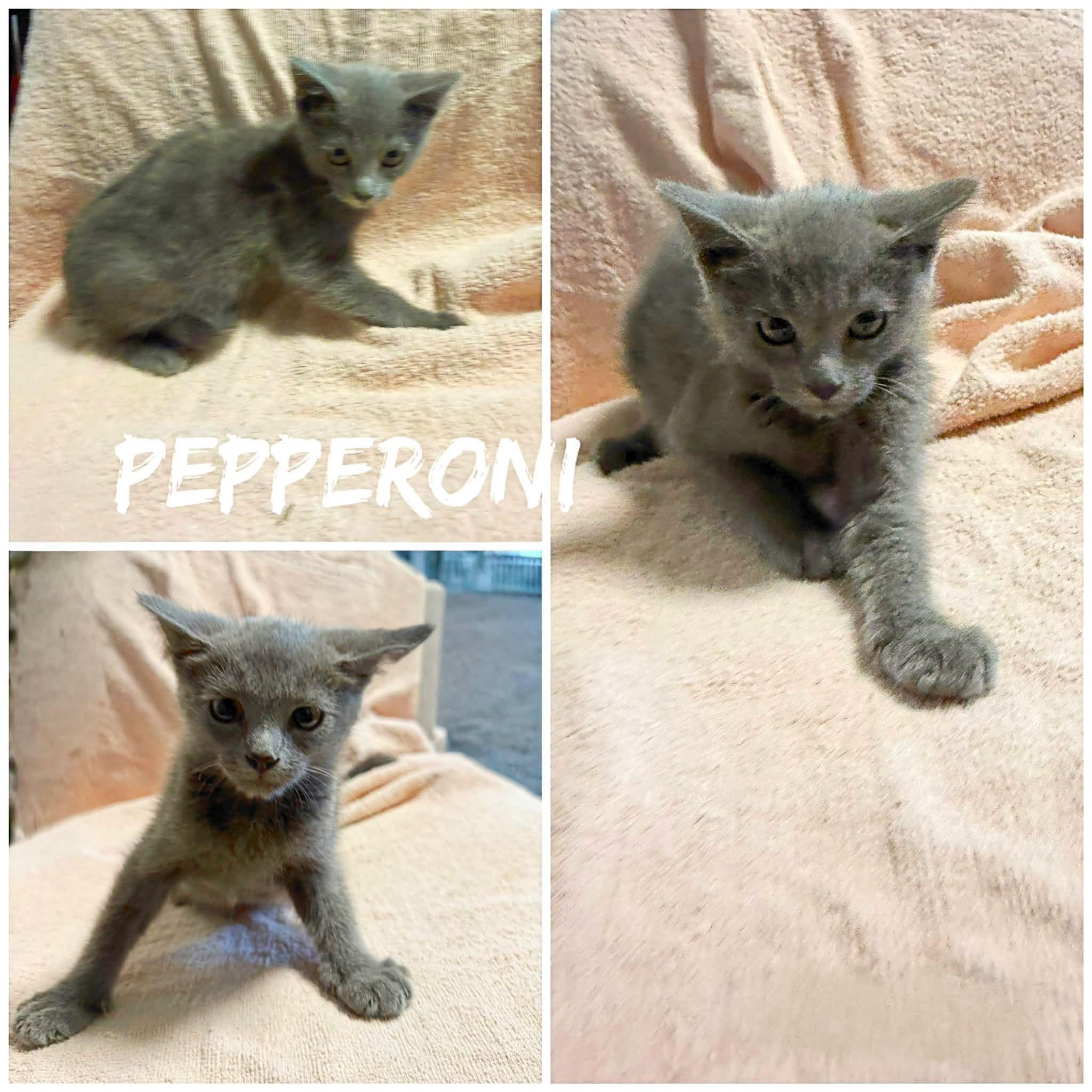 Pepperoni, ADOPTABLE, Young Male Domestic Short Hair.